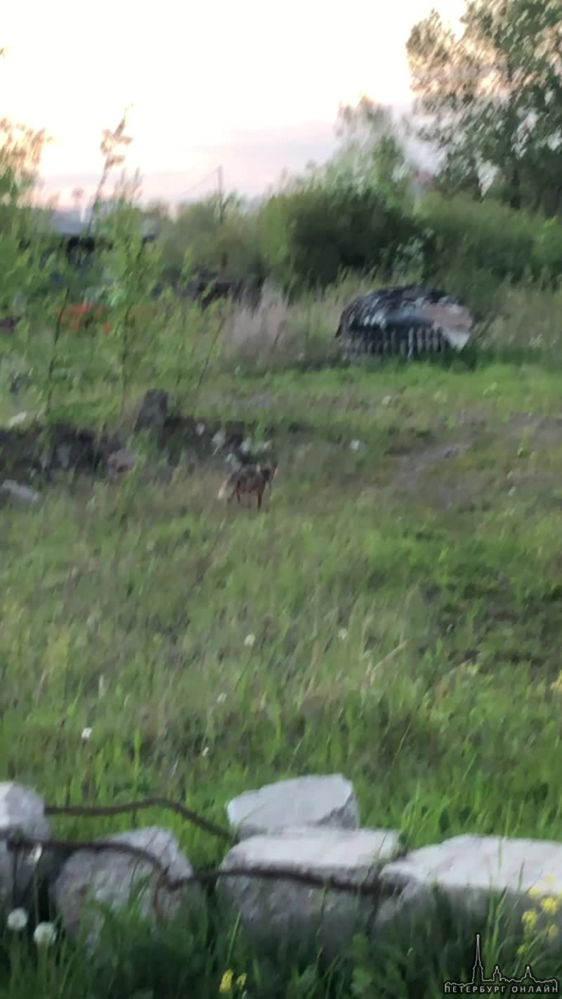 Судя по всему активизировались лисы в Полежаевском парке, Красносельского района.