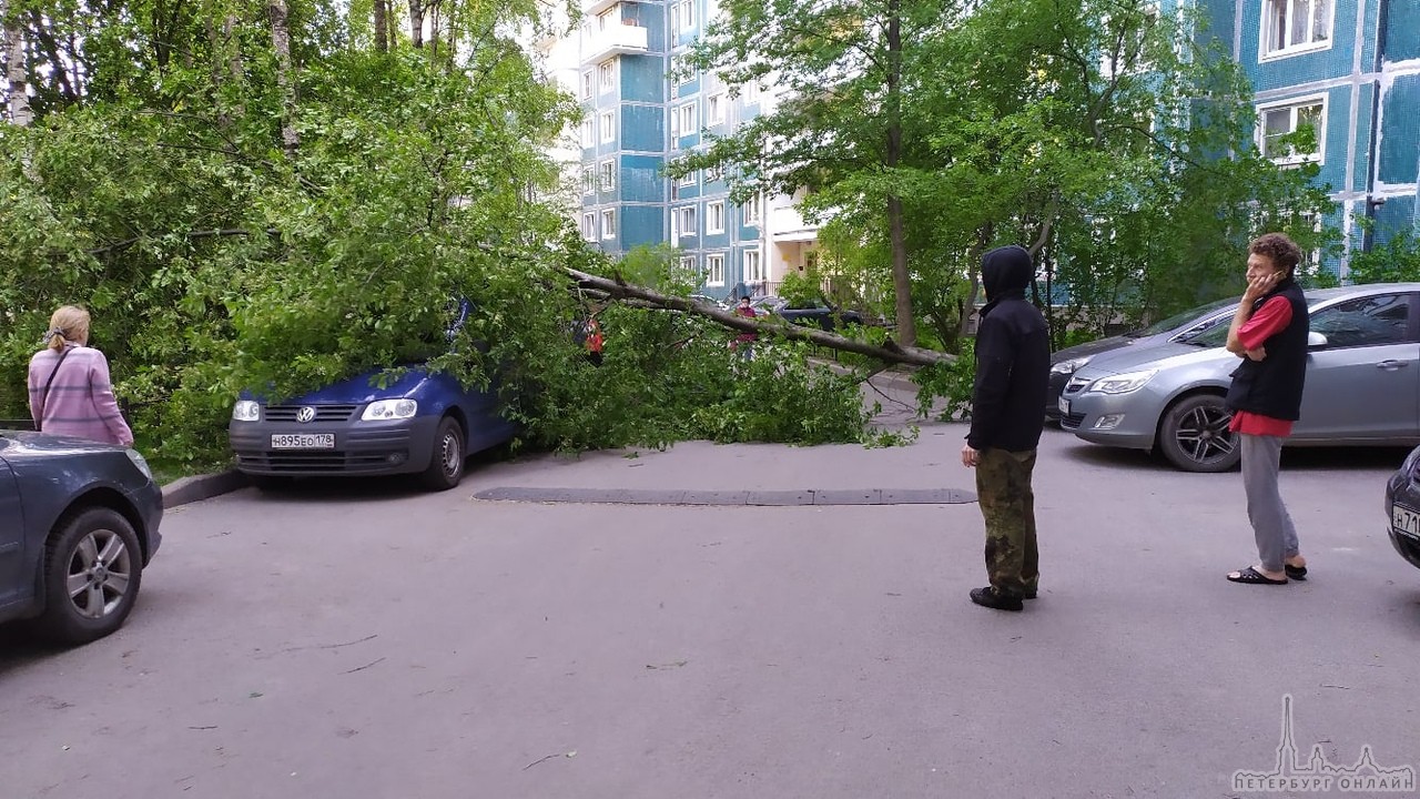 Во дворе дома 13 по улице Сикейроса трухлявая черемуха упала на два  автомобиля. Черной Мазда5 повезл… — Происшествия северной столицы