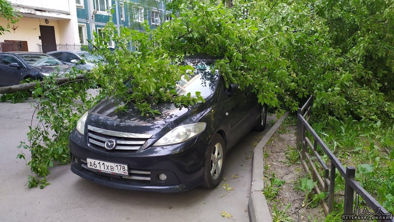 Во дворе дома 13 по улице Сикейроса трухлявая черемуха упала на два  автомобиля. Черной Мазда5 повезл… — Происшествия северной столицы