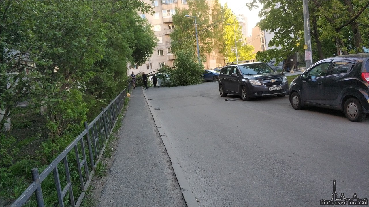 Во дворе Сикейроса 6 к1 (ст.м. Озерки) ветер свалил дерево на Киа Оптима из Москвы