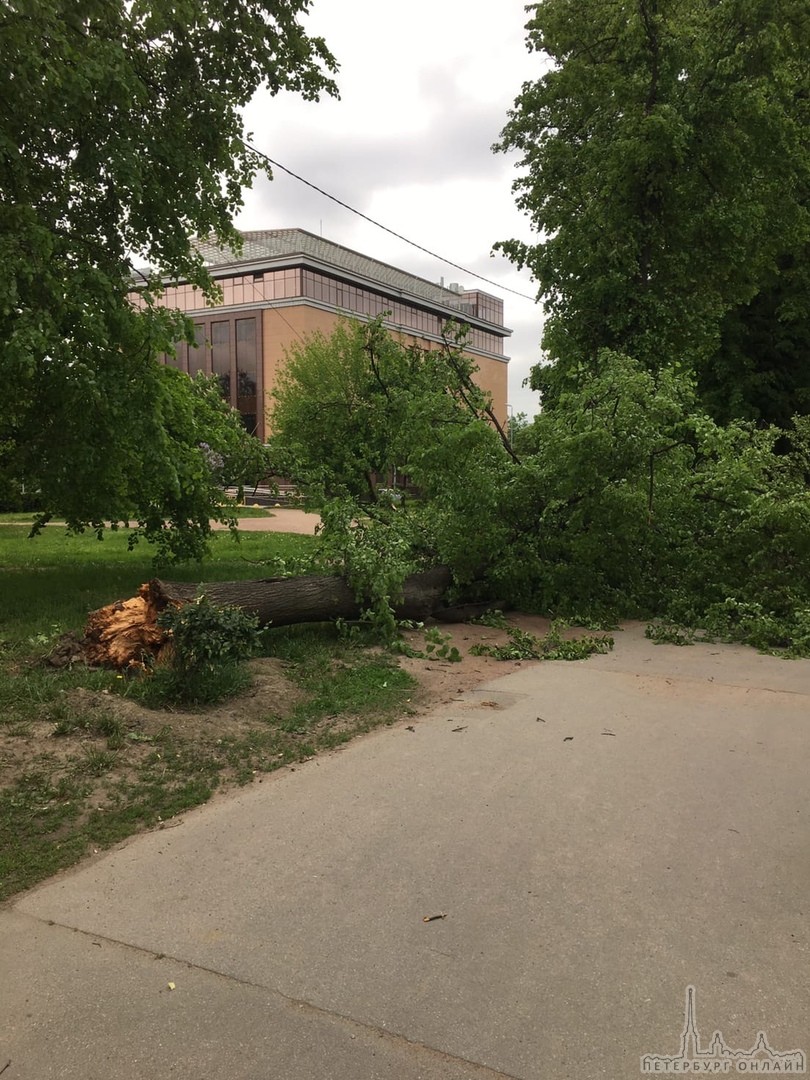 На Савушкина у Юности, упало дерево! К счастью никто не пострадал.