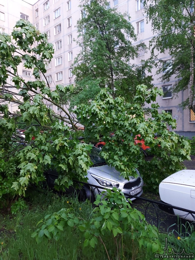 Во дворе у дома 46 на улице Малая Балканская на припаркованные авто рухнуло дерево (клен) повреждени...
