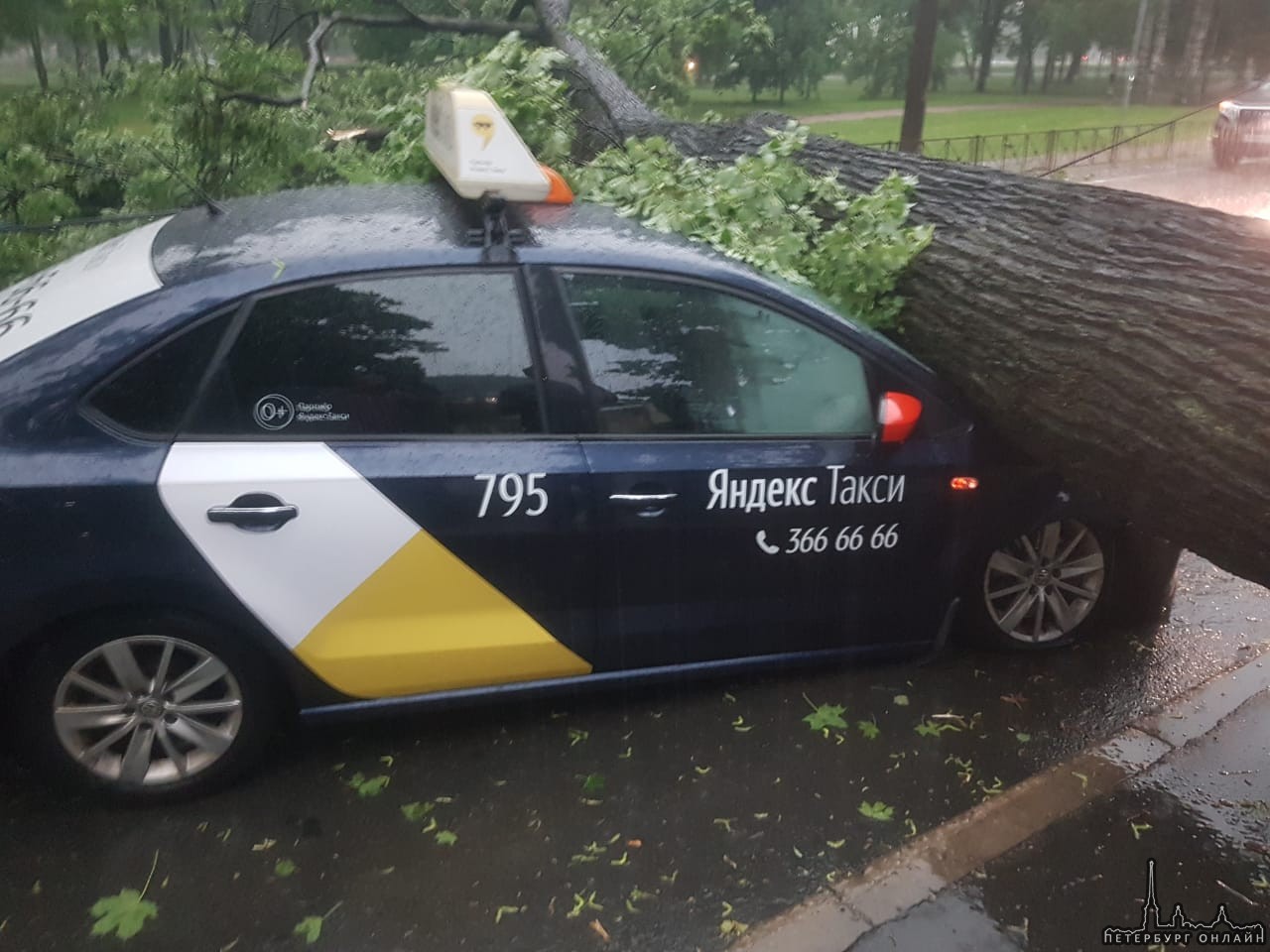 На Петровском проспекте произошло нападение дерева на Яндекс такси ⛈⛈⛈