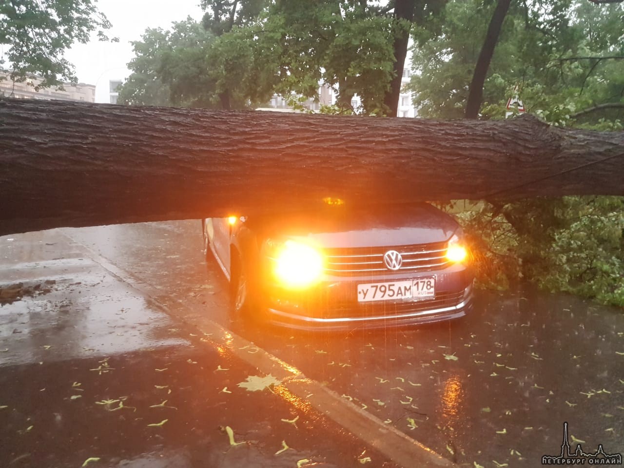 На Петровском проспекте произошло нападение дерева на Яндекс такси ⛈⛈⛈