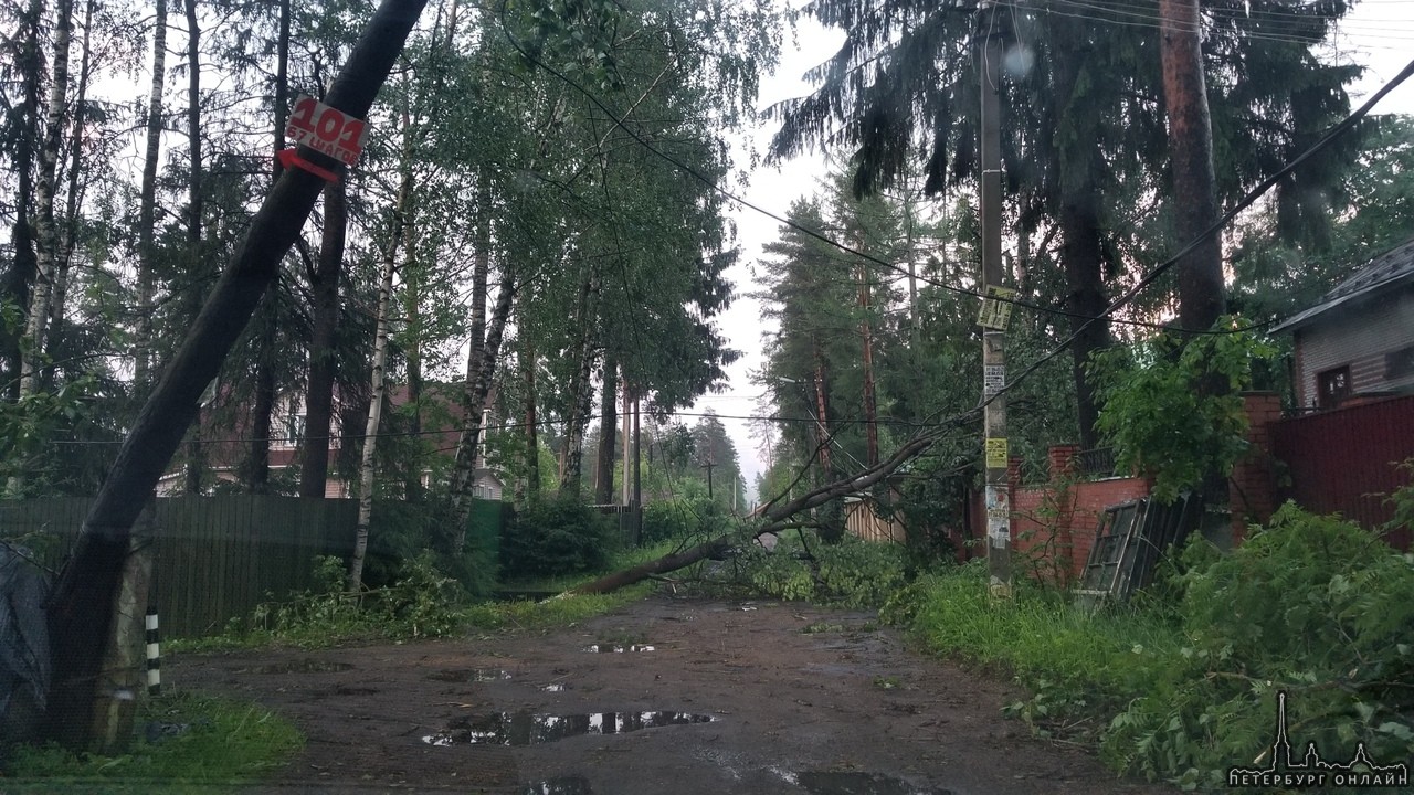 Вчера вечером в поселке Мельничный ручей Всеволожского района прошел ужасный ураган. Повалено множес...