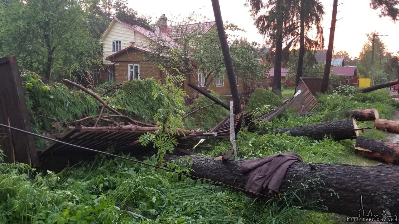 Вчера вечером в поселке Мельничный ручей Всеволожского района прошел ужасный ураган. Повалено множес...