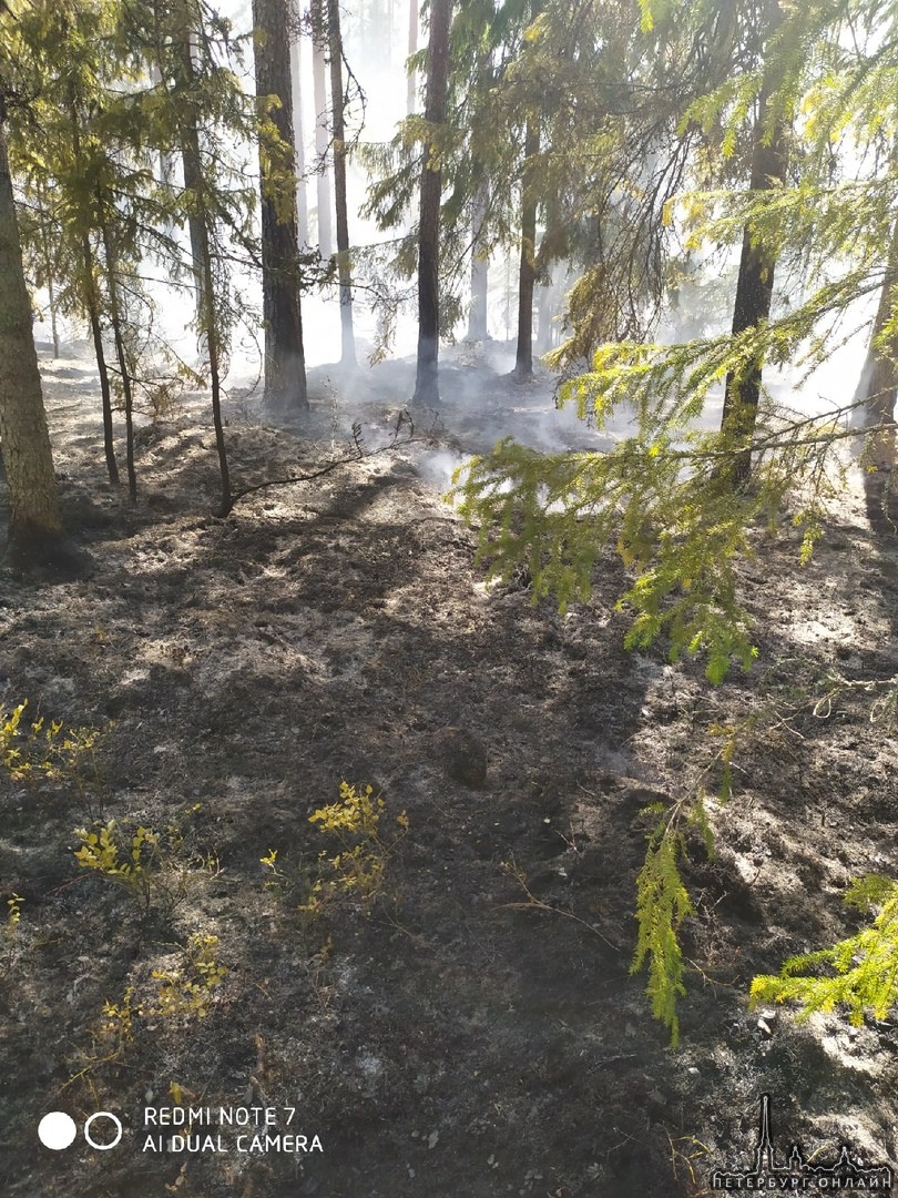 В Приозерском районе горит лес, пожарные и лесники на месте, причина пожара неизвестна.