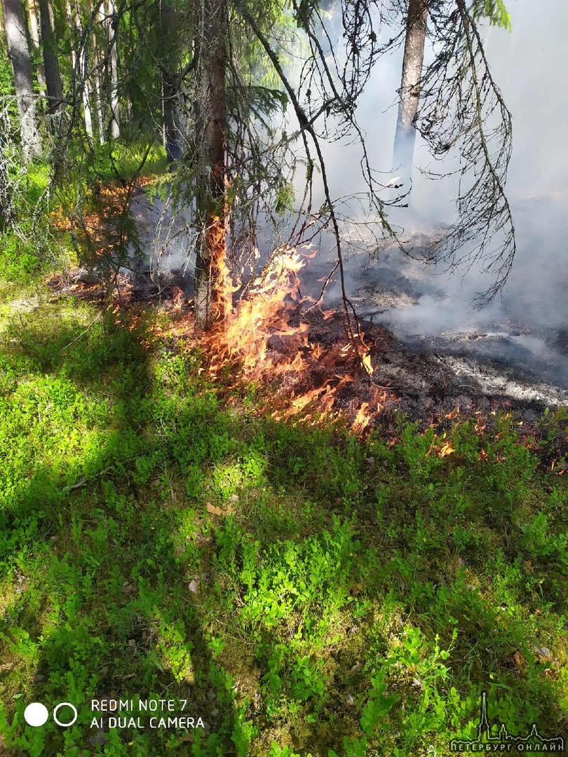 В Приозерском районе горит лес, пожарные и лесники на месте, причина пожара неизвестна.