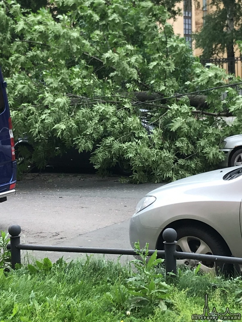 Только что упало дерево на 13-линии Васильевского острова прямо на машины