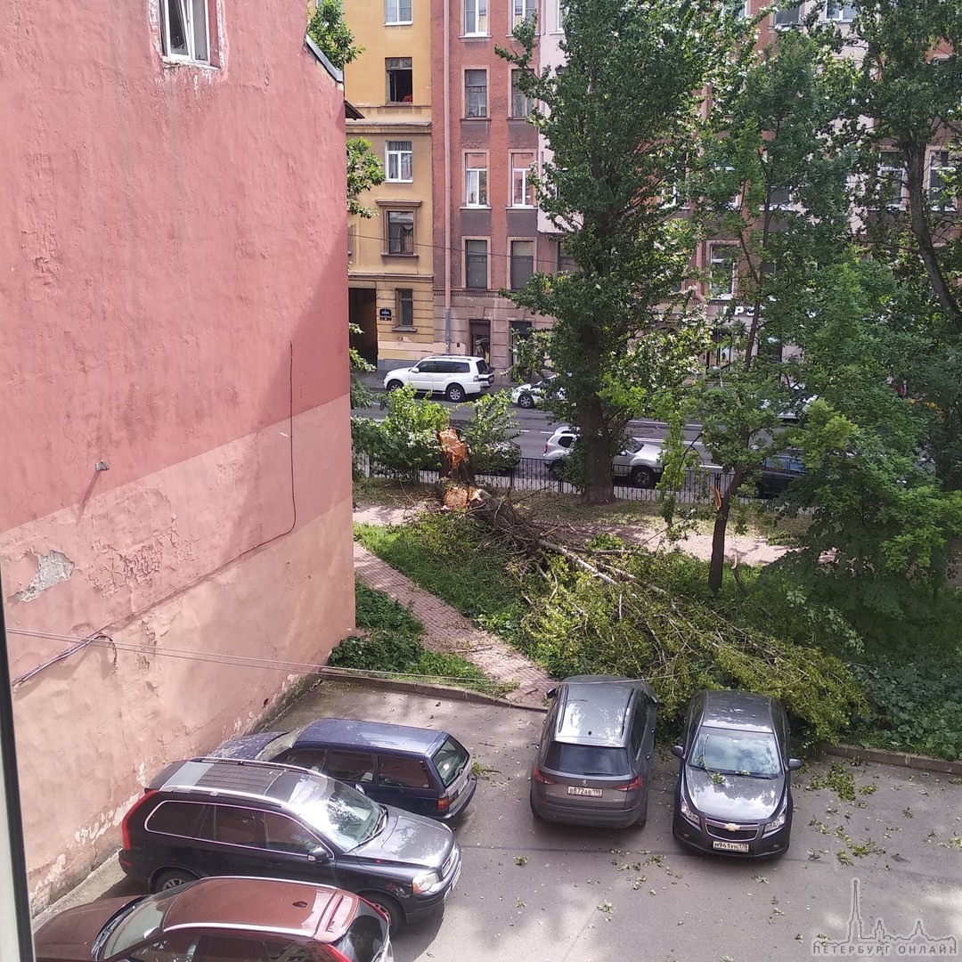 На улице Ленина упало дерево . Машины вроде не пострадали