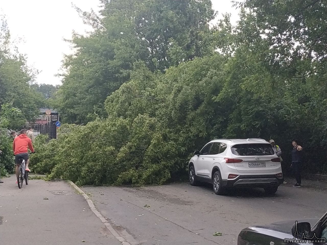 Южное шоссе разворачиваются. Время 15.26 Упало дерево на проезжую часть.