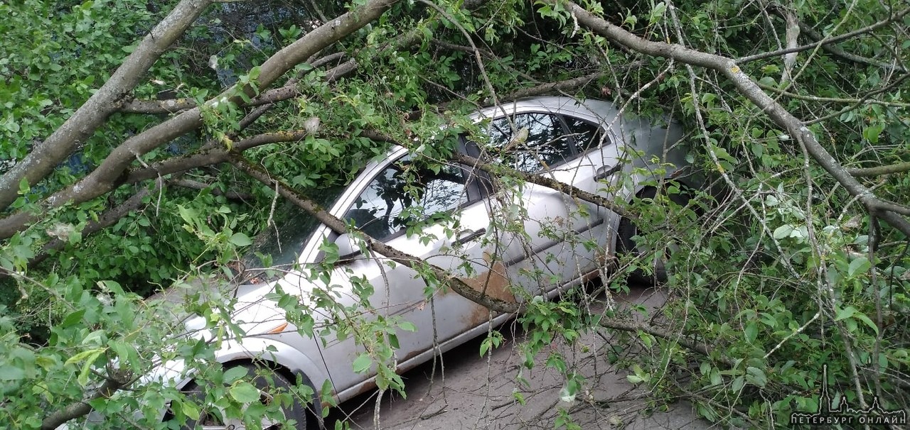 На улице Партизана Германа у дом 22 корпус 2 дерево упало на машину