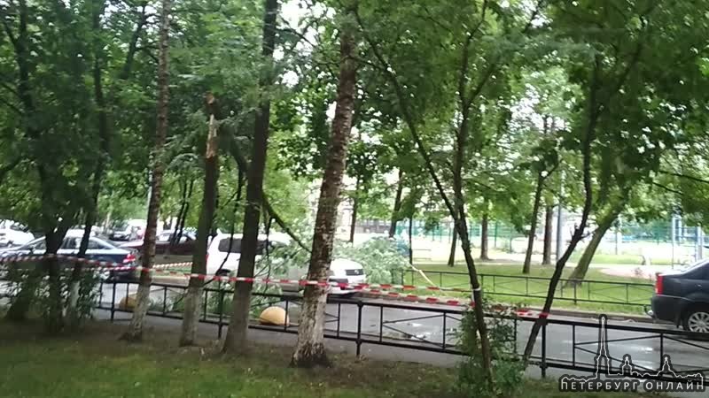 На Проспекте Сизова у дома 32/1 дерево приземлилось на машину