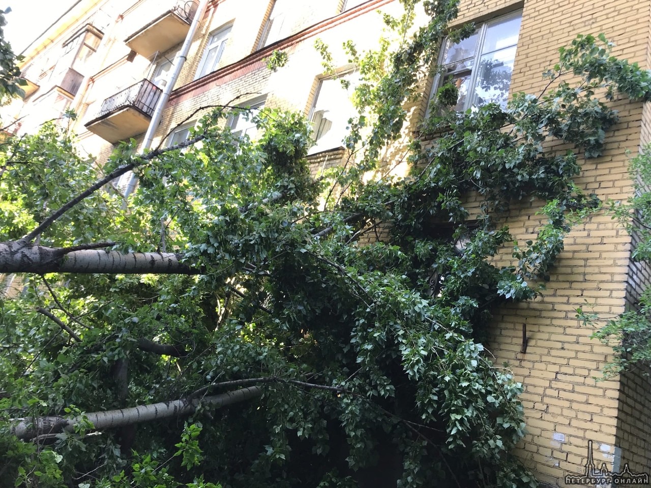 На Бабушкина сильные порывы ветра заставили дерево зайти в гости к соседям в доме 24
