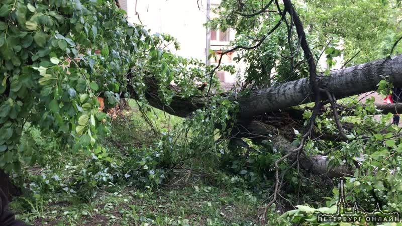 На Бабушкина сильные порывы ветра заставили дерево зайти в гости к соседям в доме 24