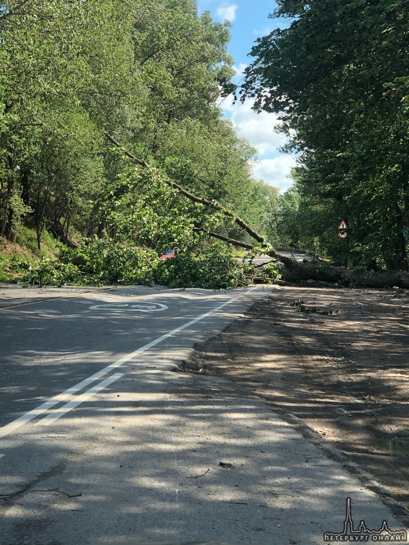 На Колтушском шоссе упало дерево. Проезда пока нет