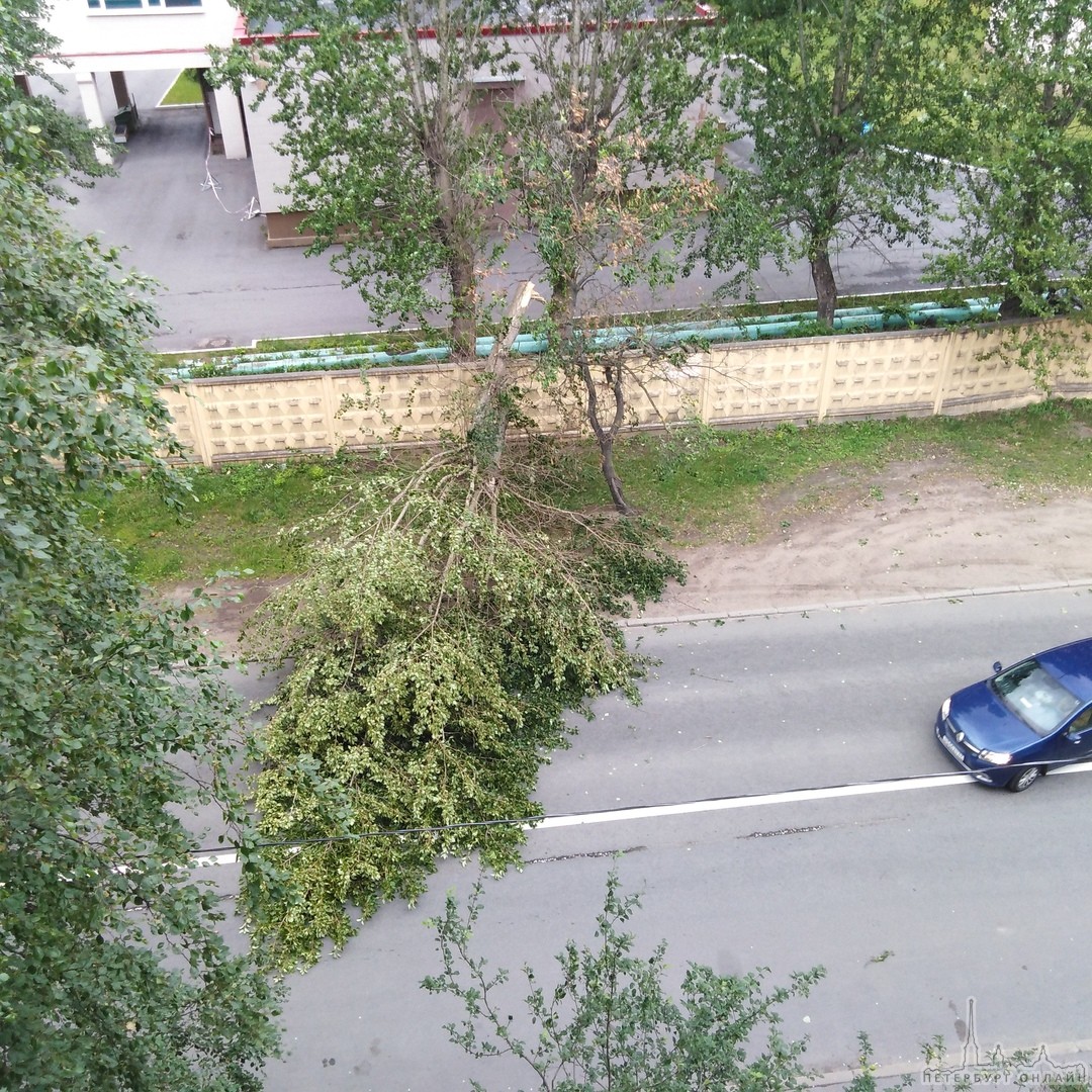 Упало дерево на дорогу,напротив дома 25 по улице Брюсовская