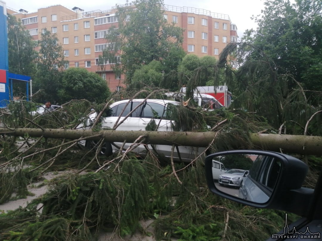 В Сертолово упало дерево на mercedes