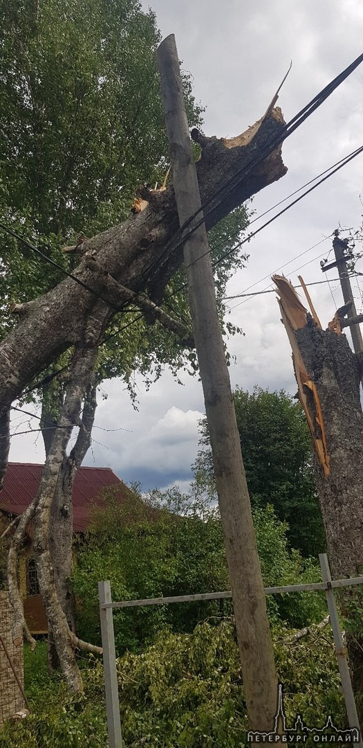 В Гатчинском районе упавшим деревом оборвало провода, больше суток без света половина улицы в деревн...