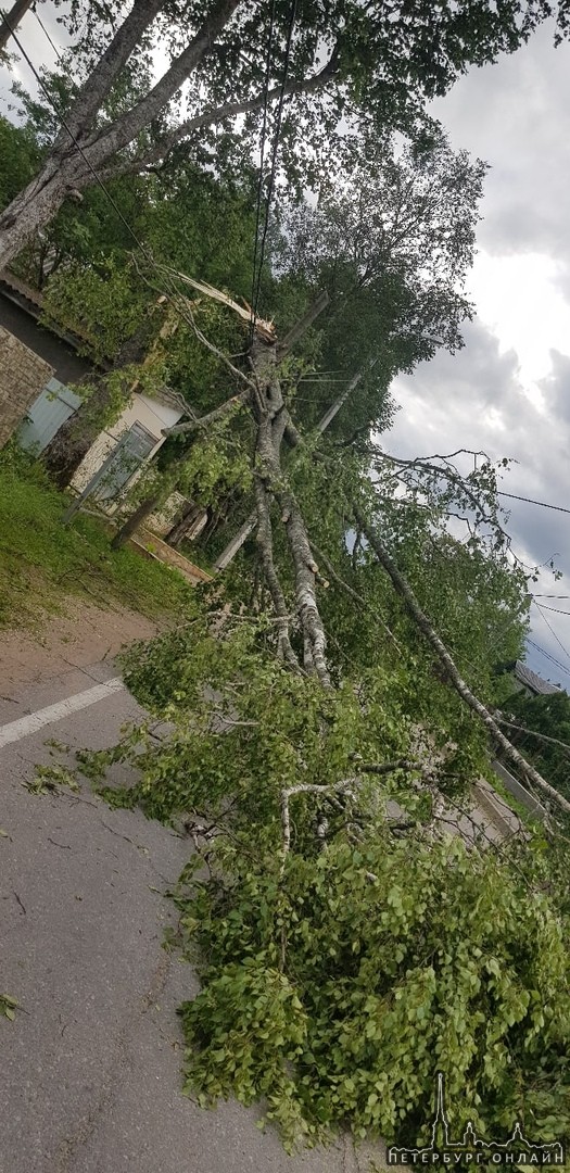 В Гатчинском районе упавшим деревом оборвало провода, больше суток без света половина улицы в деревн...
