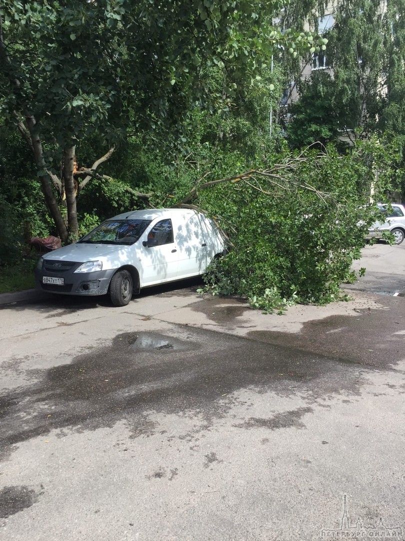 Второй случай падения дерева на машины на неделе) Во дворе дома 25 по улице Передовиков Первый 21 и...