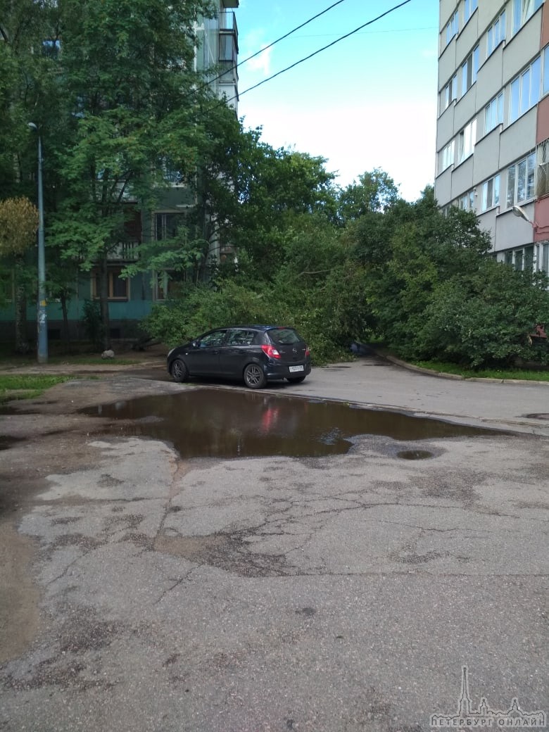 Во дворе на Симонова д.7 к.1 упало дерево на машину Nissan.