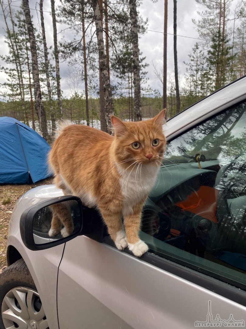 Были на рыбалке на Макаровском озере, около моста. С нами был наш любимый кот Лёва, рыжий пушистый с...