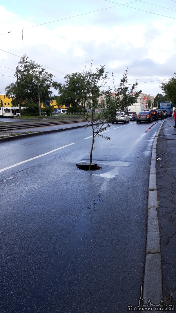 На улице Бабушкина со стороны Када перед Лентой выросло дерево из канализации)