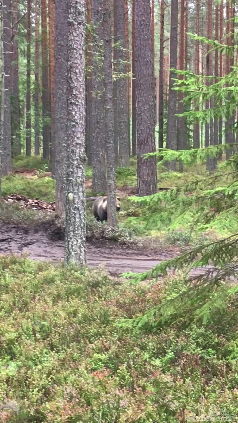 Житель Санкт-Петербурга Павел К. поехал в лес за грибами и ягодами, а повстречал там молодого медвед...