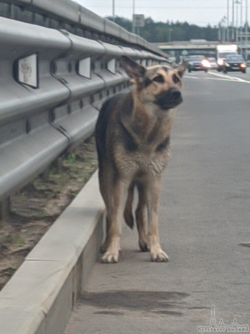 При съезде на кольцевую с Ропшинского в сторону города сидит собака на обочине. При попытке подойти...