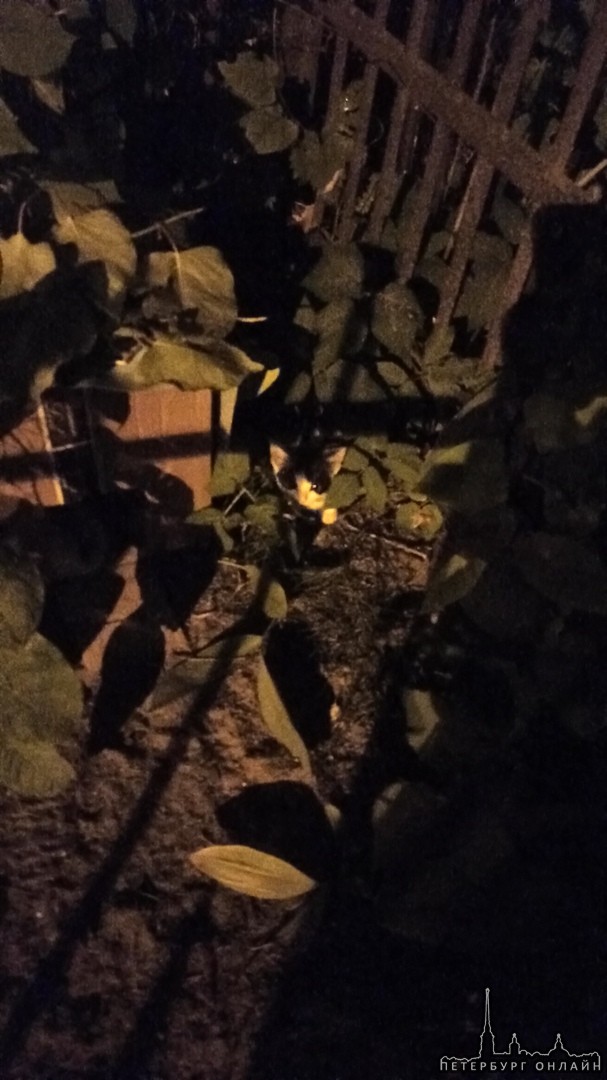 На Большеохтинском кладбище появился маленький котëнок, сидит уже не первый день, пищит и смотрит, н...