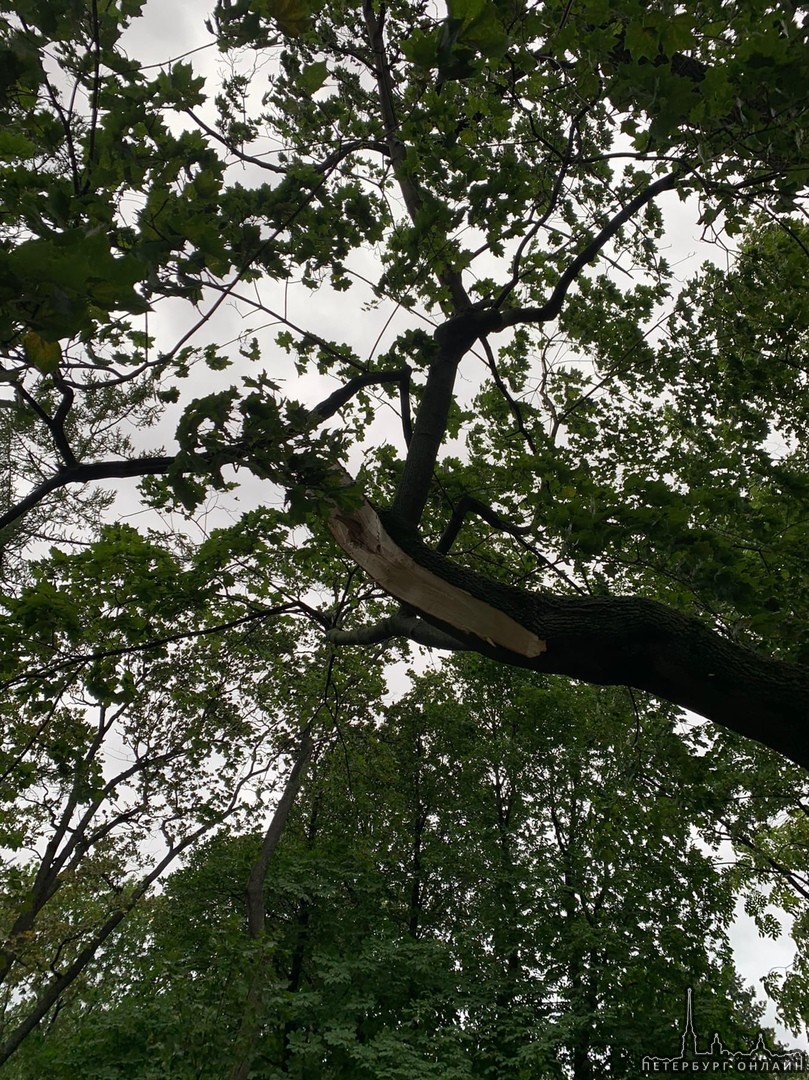 Деревопад в Александровском парке, около Горьковской