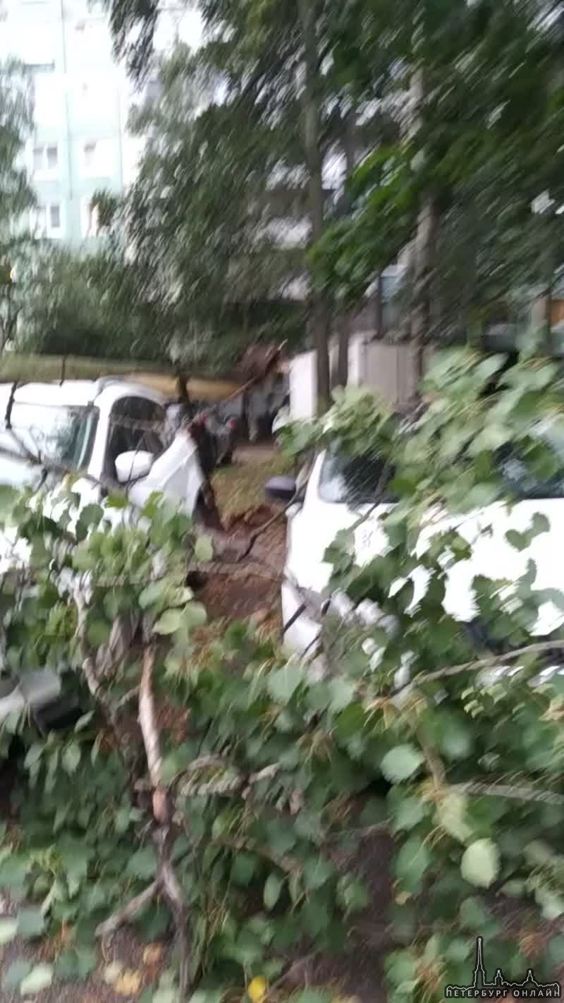 На улице Шостаковича во дворе дома 5, 1 завалилась дерево на машины