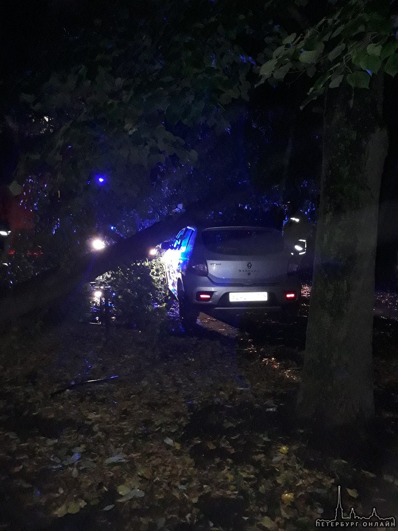 На улице Федосеенко 24 дерево упало на Renault . МЧС на месте.