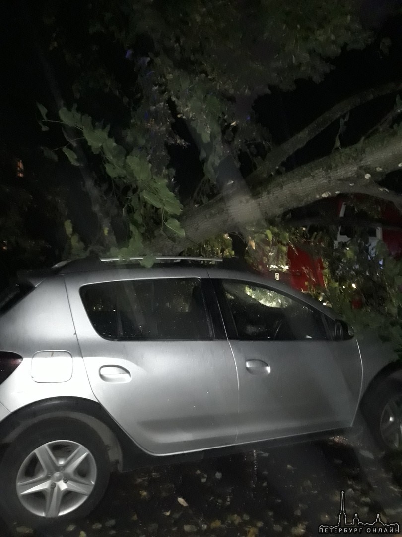 На улице Федосеенко 24 дерево упало на Renault . МЧС на месте.