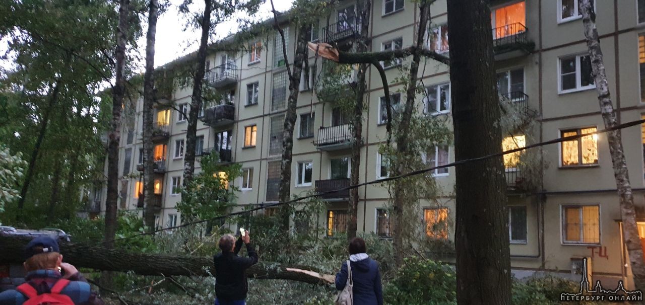 На Новочеркасском проспекте во дворе за припаркованный машиной упало дерево