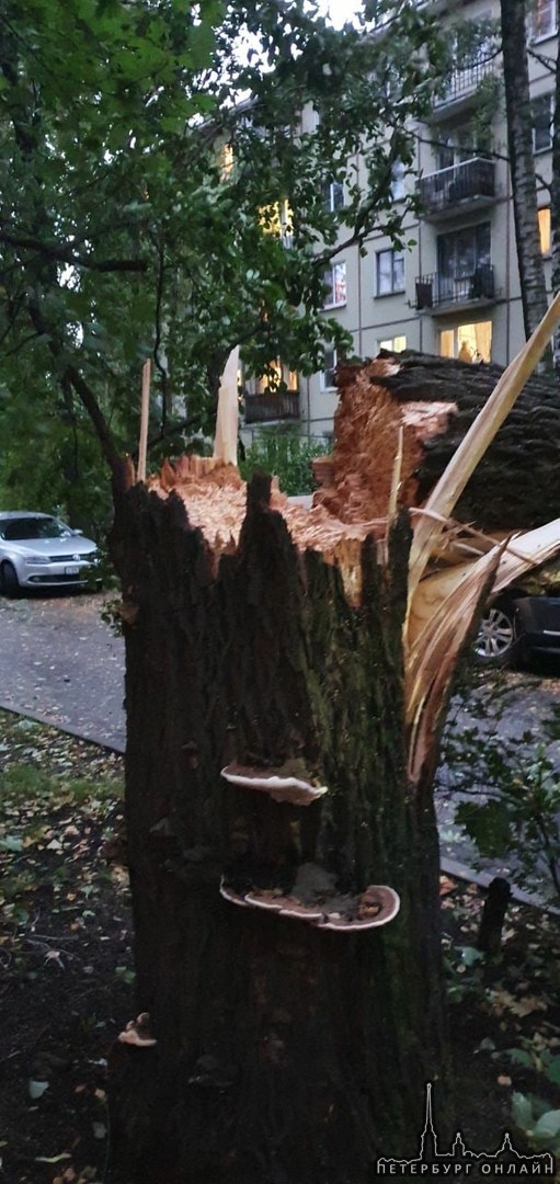 На Новочеркасском проспекте во дворе за припаркованный машиной упало дерево