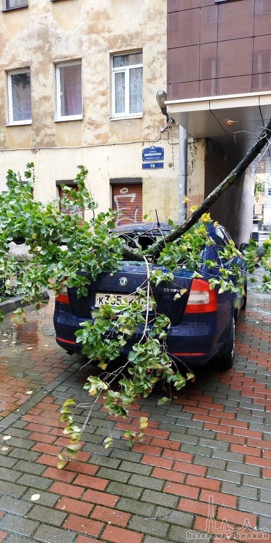 Ураган повалил дерево прямо в заднее стекло во дворе дома 10 по Бармалеевой улице
