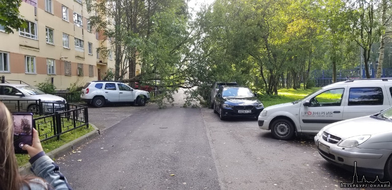 Во дворе дома д.8, к.2 на улице Хошимина, дерево не устояло перед ветром и упало, не задев Дастер и ...