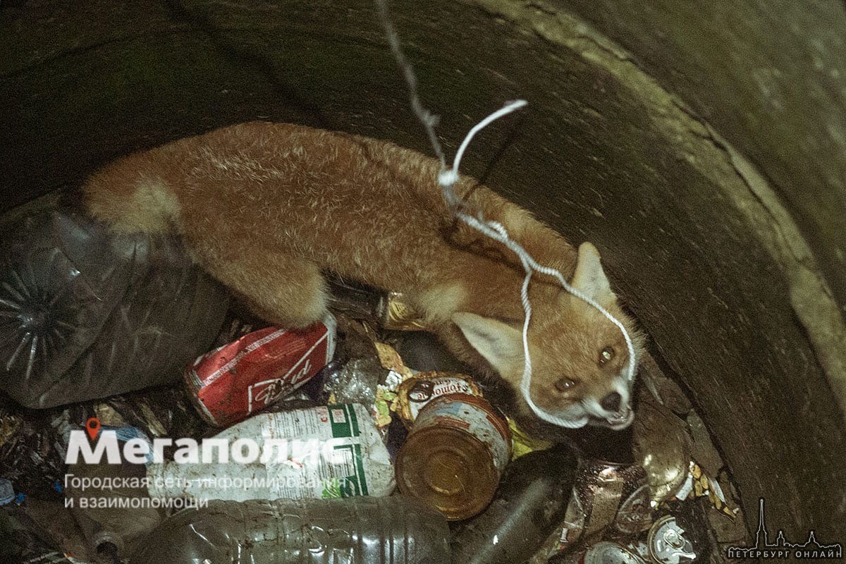 Неподалеку от Гостилиц молодая лиса, практически лисëнок, провалилась в пятиметровый люк с мусором. ...