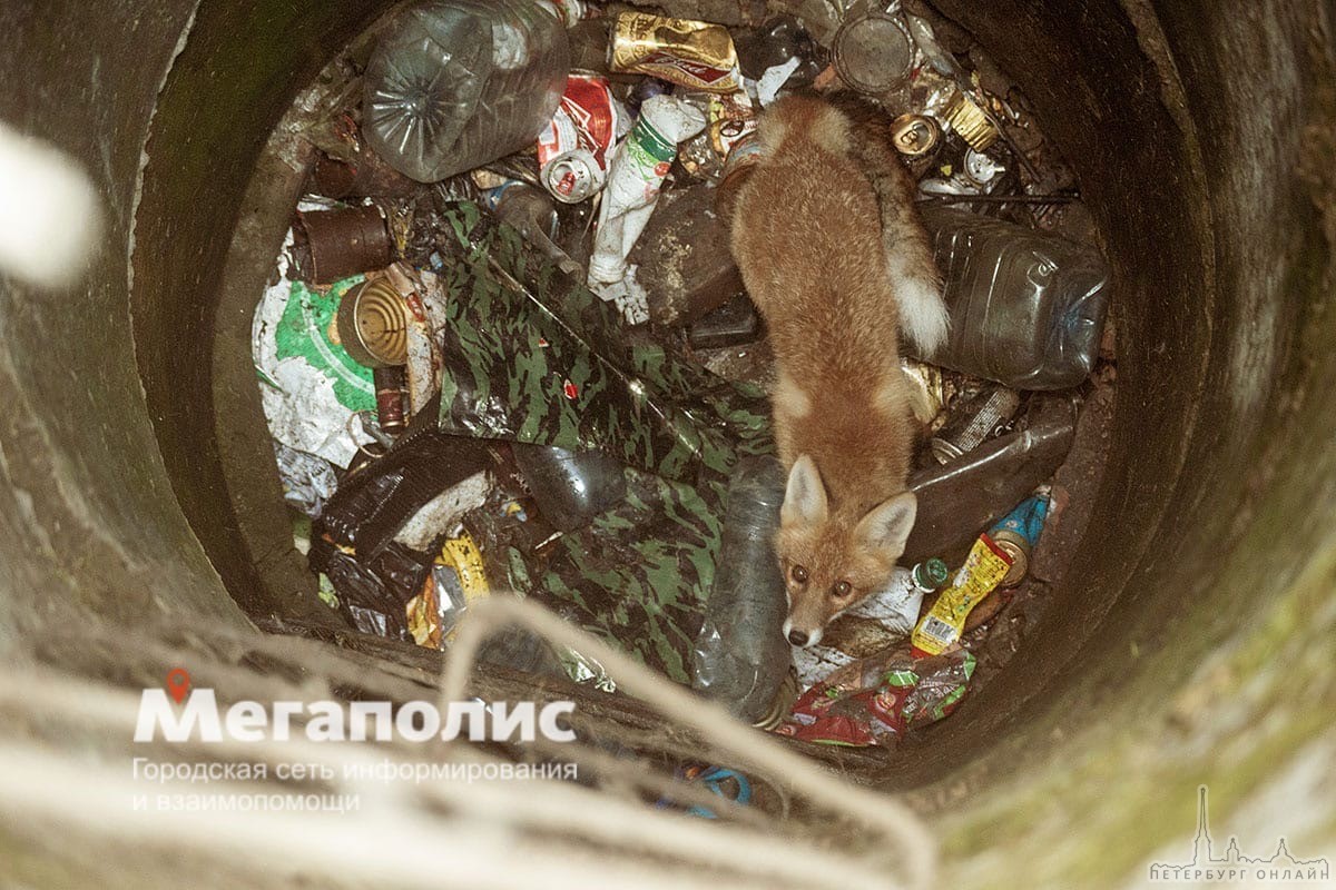 Неподалеку от Гостилиц молодая лиса, практически лисëнок, провалилась в пятиметровый люк с мусором. ...