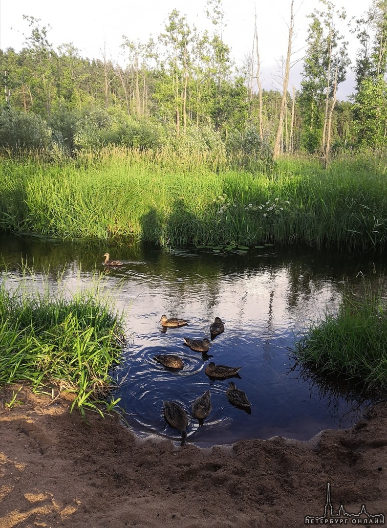 На озере рядом с Ильичево ведут какие-то непонятные работы. На первых трех фотографиях показан проце...