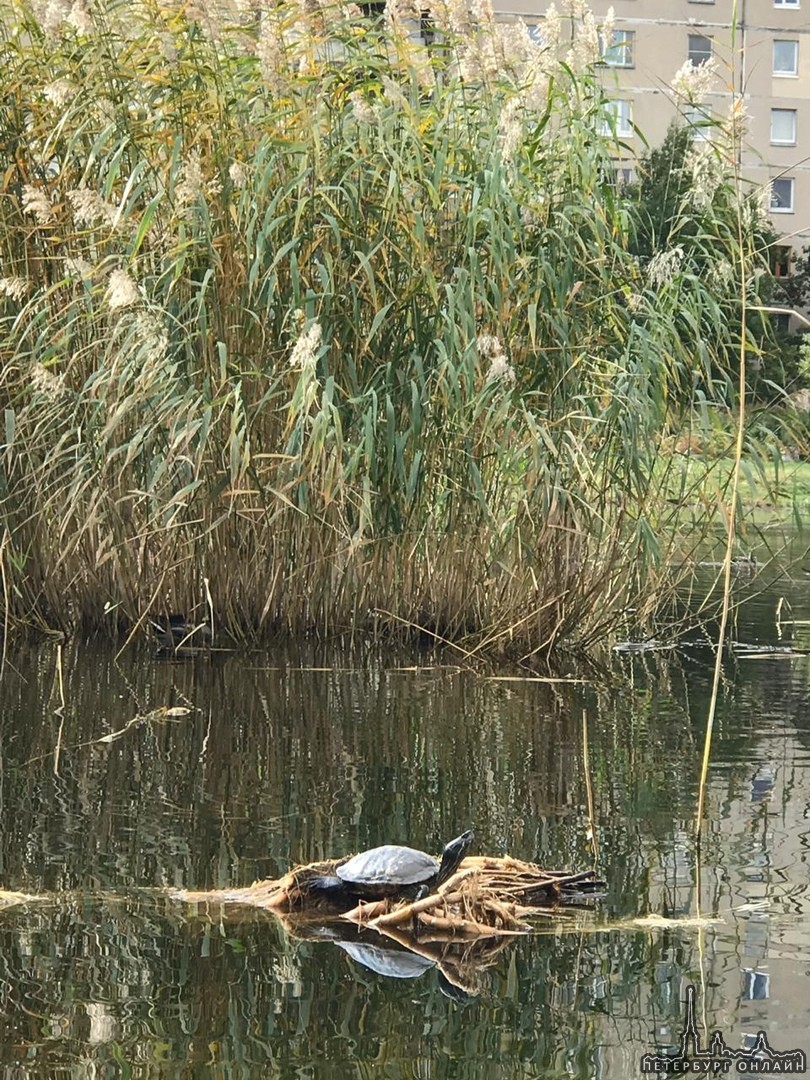 На пересечении Парашутной и Долгоозерной в Мартыновском пруду, обзавелся новый житель - черепаха! Ни...