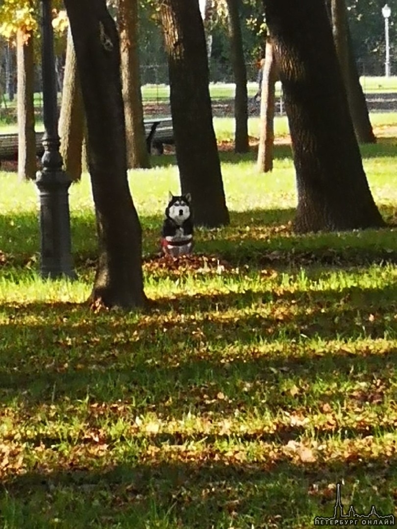 Собака сидит и ждёт хозяина, с 10 утра в Парке Александро-Невской Лавры.