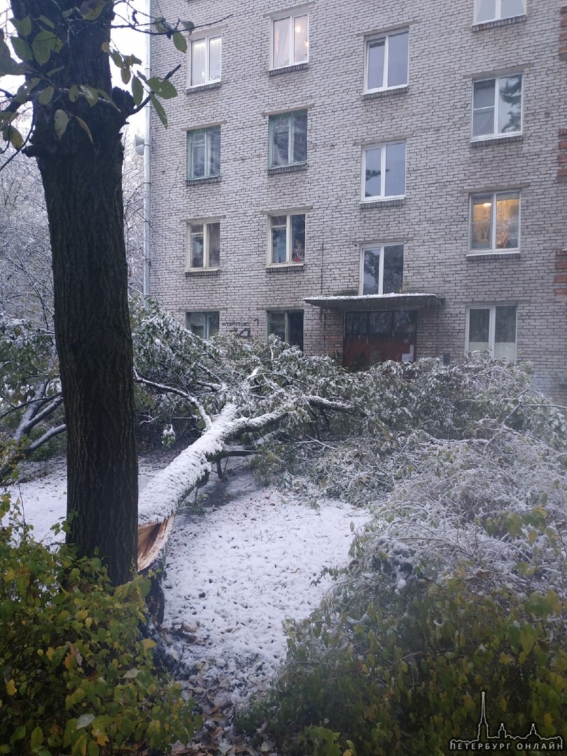 На бульваре Разведчика во дворе дома 14 кор.1 дерево не выдержало первого снега и упало.