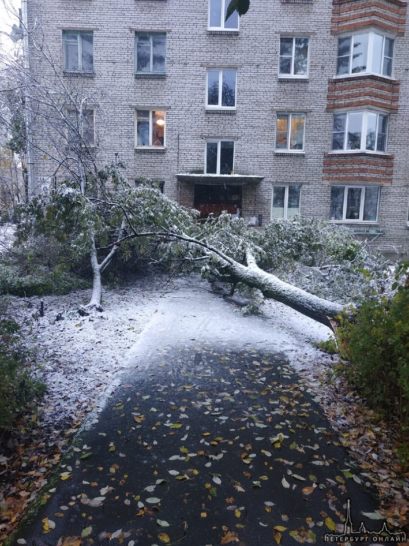 На бульваре Разведчика во дворе дома 14 кор.1 дерево не выдержало первого снега и упало.