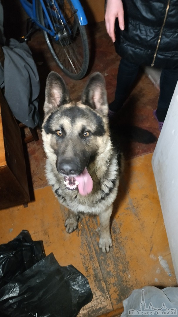 Найдена собака, немецкая овчарка кобель, в Горелово. Бегал в районе пересечения Красносельского и Ан...
