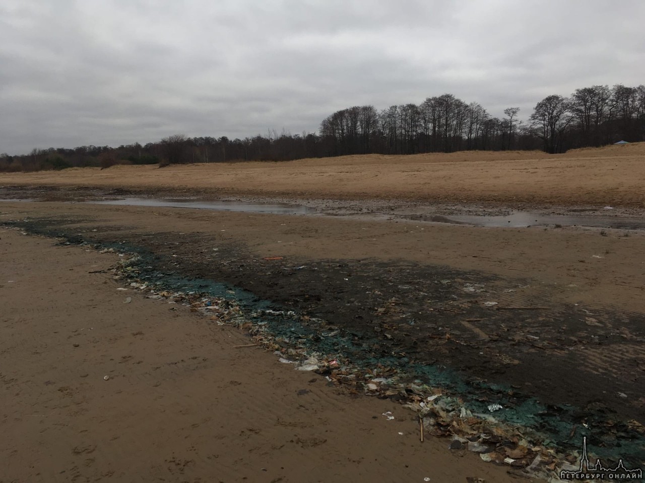 В Сестрорецке - весь Дубковский пляж усыпало мусором! И все те же зелёные водоросли, которые вчера н...