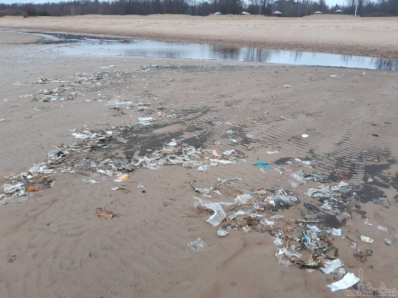 В Сестрорецке - весь Дубковский пляж усыпало мусором! И все те же зелёные водоросли, которые вчера н...