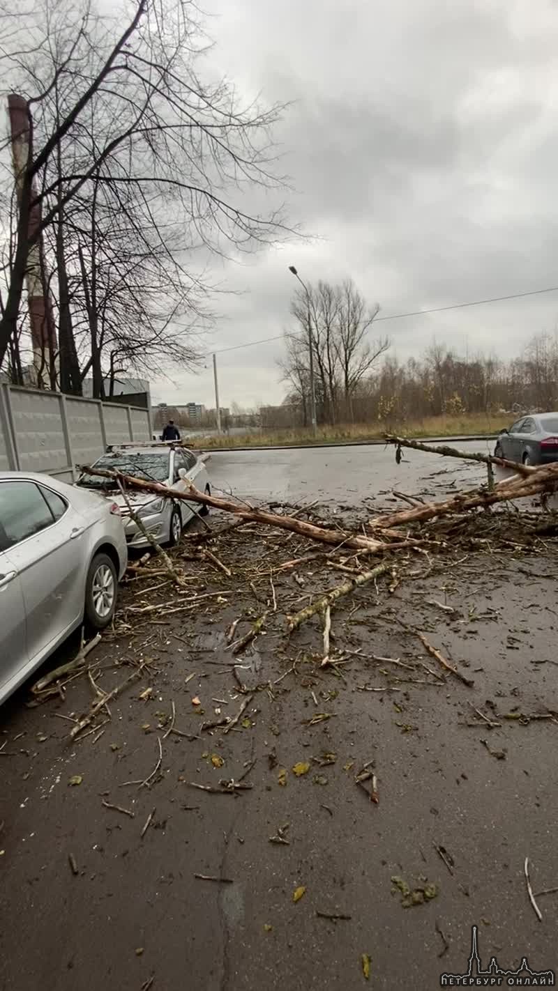 Дерево рухнуло на Volkswagen на улице Ванеева
